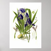 Iris germanica poster (Voorkant)