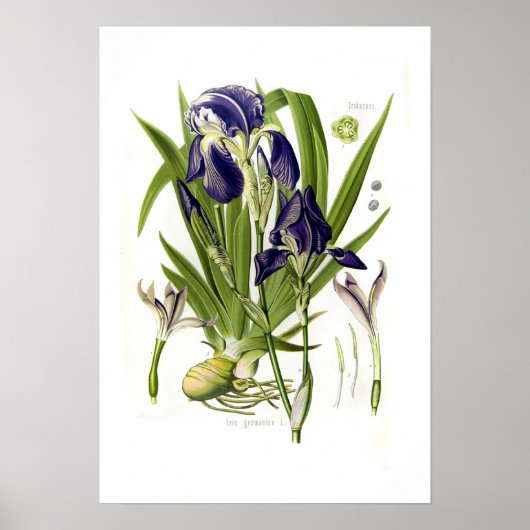 Iris germanica poster (Voorkant)