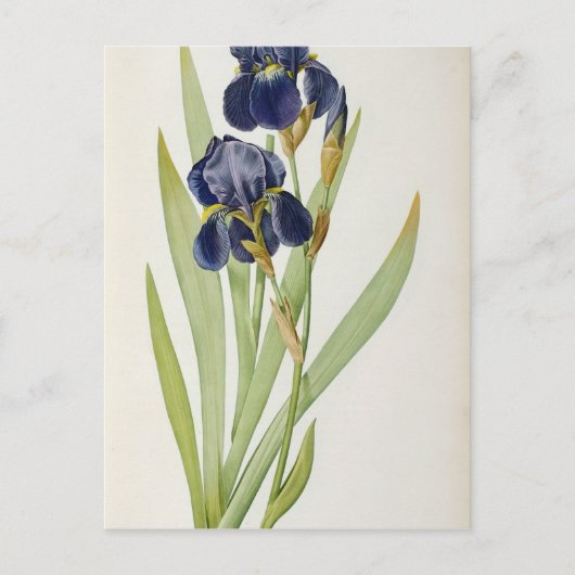 Iris Germanica uit "Les Liliacees", 1805 Briefkaart (Voorkant)
