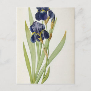 Iris Germanica uit "Les Liliacees", 1805 Briefkaart