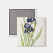 Iris Germanica uit "Les Liliacees", 1805 Magneet (Voorkant / Achterkant)