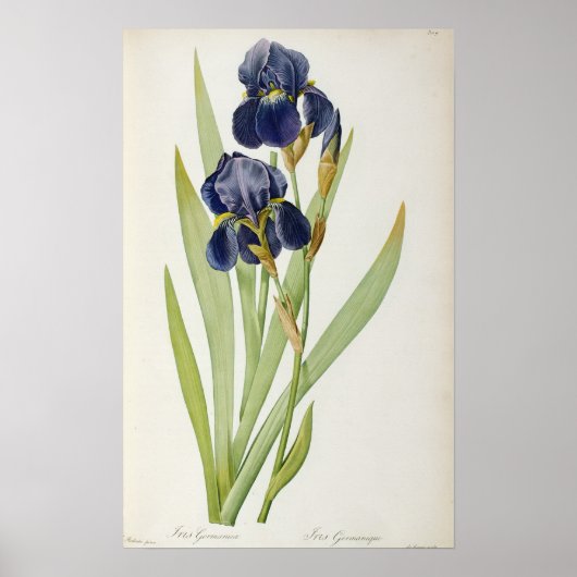 Iris Germanica uit "Les Liliacees", 1805 Poster (Voorkant)