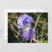 Iris in Bloom Briefkaart (Voorkant / Achterkant)