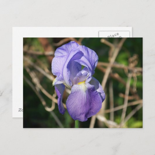 Iris in Bloom Briefkaart (Voorkant / Achterkant)