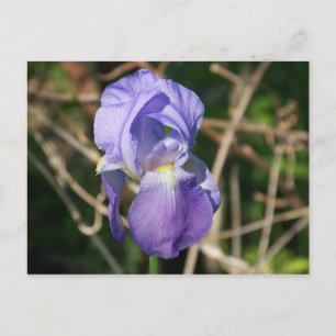 Iris in Bloom Briefkaart