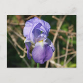 Iris in Bloom Briefkaart (Voorkant)