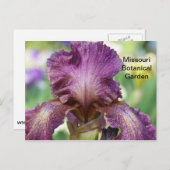 Iris in de botanische tuin van Missouri Briefkaart (Voorkant / Achterkant)