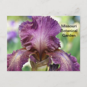 Iris in de botanische tuin van Missouri Briefkaart