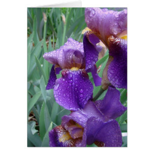Iris in de regen