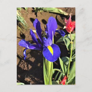 Iris in een Tulip Field, Woodburn, Oregon Briefkaart