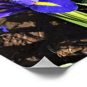 Iris in een Tulip Field, Woodburn, Oregon Poster (Hoek)