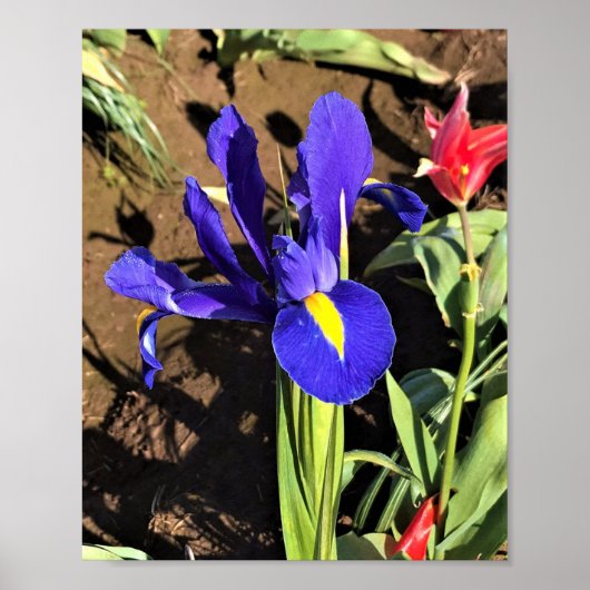 Iris in een Tulip Field, Woodburn, Oregon Poster (Voorkant)
