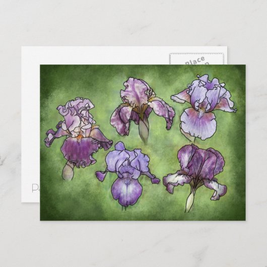 Iris in het Paars Briefkaart (Voorkant / Achterkant)