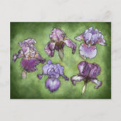 Iris in het Paars Briefkaart (Voorkant)