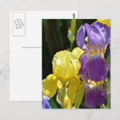 Iris in het voorjaar briefkaart (Voorkant / Achterkant)