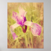 Iris in roze poster (Voorkant)