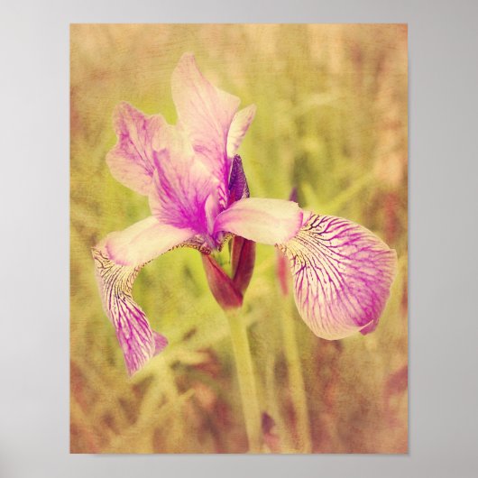 Iris in roze poster (Voorkant)