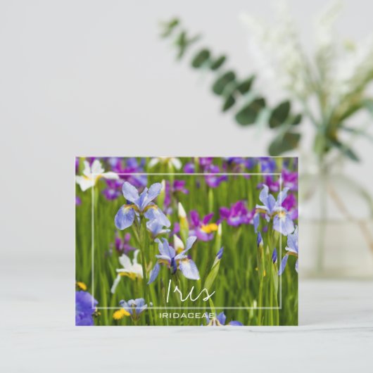 Iris | Iridaceae Velden van bloemen Aangepaste fot Briefkaart (Staand voorkant)