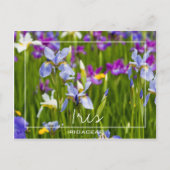 Iris | Iridaceae Velden van bloemen Aangepaste fot Briefkaart (Voorkant)