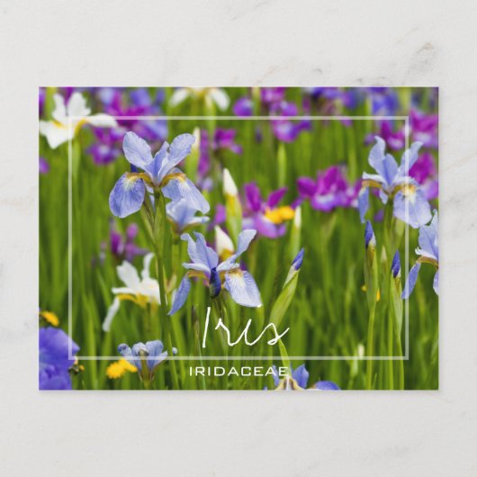 Iris | Iridaceae Velden van bloemen Aangepaste fot Briefkaart (Voorkant)