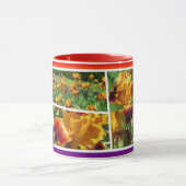 Iris "Iris Pride" (Combo Mok) ー ー マ グ コ カ  Mok (Midden)