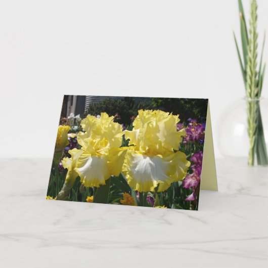 Iris irises floral Flowers Yellow Beared Flower Kaart (Voorkant)