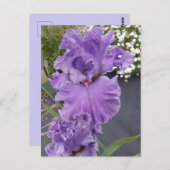 Iris Irises Paars Flower Floral Birthday Briefkaar Briefkaart (Voorkant / Achterkant)