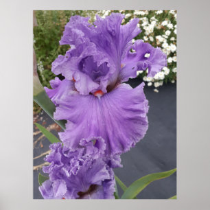 Iris Irises Paars Flower Floral Lavender Poster