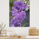 Iris Irises Paars Flower Floral Lavender Poster (Keuken)