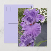 Iris Irissen Paarse Bloem Bloemrijke Verjaardagska Briefkaart (Voorkant / Achterkant)