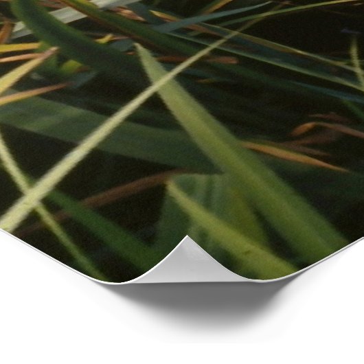 Iris, Japanese gardens Poster (Hoek)