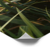 Iris, Japanese gardens Poster (Hoek)