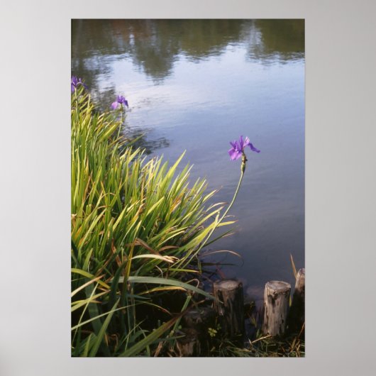 Iris, Japanese gardens Poster (Voorkant)