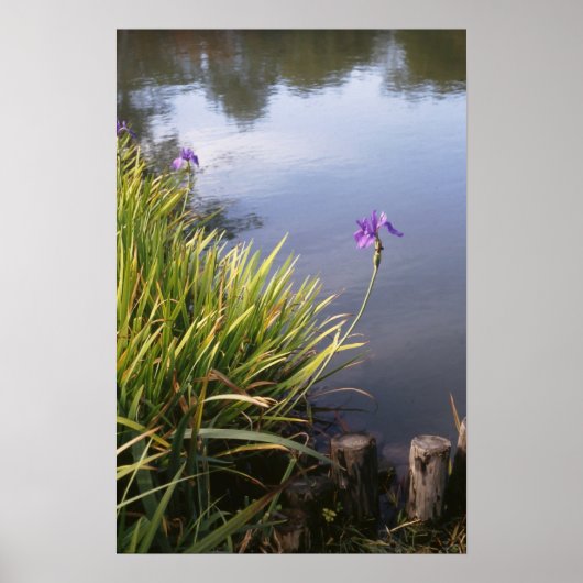 Iris, Japanese gardens Poster (Voorkant)
