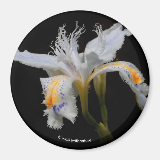 Iris Japonica in de kijker Magneet (Voorkant)