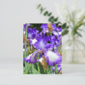 Iris "Jessies Song" (Briefkaart) ポ カ ー ド Briefkaart (Staand voorkant)