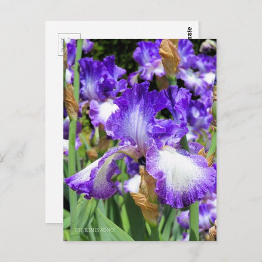 Iris "Jessies Song" (Briefkaart) ポ カ ー ド Briefkaart (Voorkant / Achterkant)