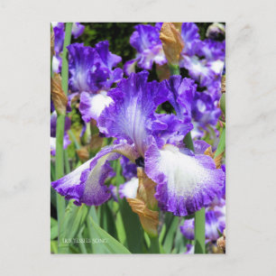 Iris "Jessies Song" (Briefkaart) ポ カ ー ド Briefkaart