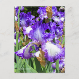 Iris "Jessies Song" (Briefkaart) ポ カ ー ド Briefkaart