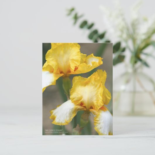 Iris "Joyce Terry"    [Briefkaart] Briefkaart (Staand voorkant)