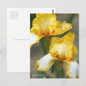 Iris "Joyce Terry"    [Briefkaart] Briefkaart (Voorkant / Achterkant)