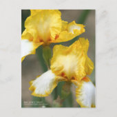 Iris "Joyce Terry"    [Briefkaart] Briefkaart (Voorkant)
