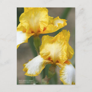 Iris "Joyce Terry"    [Briefkaart] Briefkaart