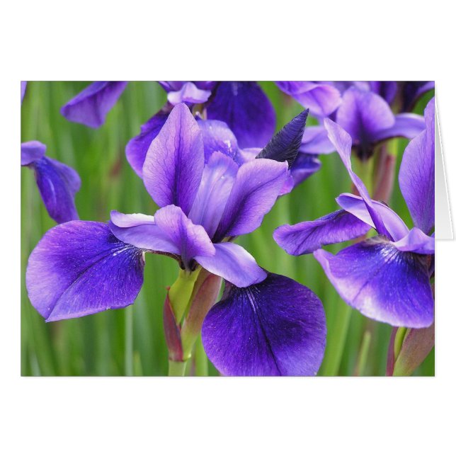 Iris-kaart (Voorkant Horizontaal)