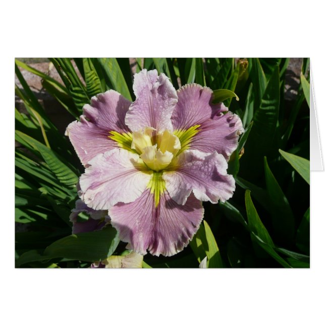 IRIS-KAART - DUREL LATECOMER - Blanco kaart (Voorkant Horizontaal)