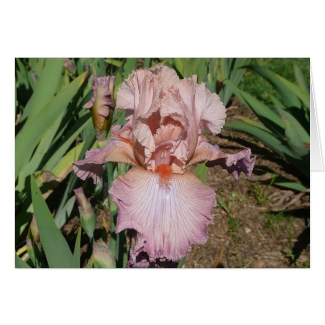 IRIS KAART  PASTEL - Blanco kaart (Voorkant Horizontaal)