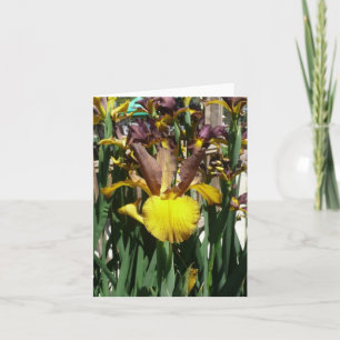 IRIS-KAART - PIPER MAG - Blanco briefkaart