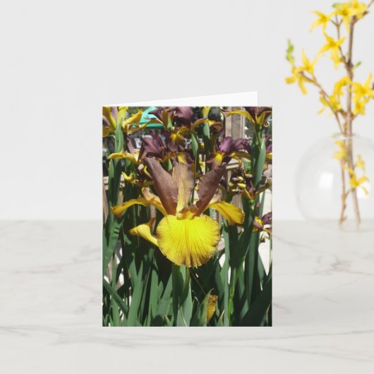 IRIS KAART - PIPER MAY - Blank Note Kaart (Gele Bloem)