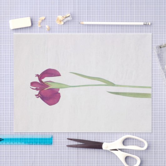 Iris Kaempferi door William Dykes Tissuepapier (Craft)