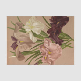 Iris Kaempferi. Var door Arentina Hendrica Arendse Tissuepapier